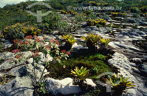  Field - Morro do Pai Inacio Hill - National Park of the Chapada Diamantina - Cerrado ecosystem - Bahia state - Brazil 