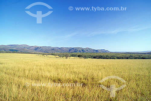  Serra da Canastra National Park - Cerrado Ecosystem - Minas Gerais State - Brazil 