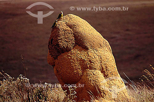  Canastra Mountain Range* - Minas Gerais State - Brazil  *Area of RPPN: Private Reserves of the Natural Patrimony of the Waterfall of Cerradao in August of 2001 for action of Ibama (Institute of the Environment and Renewable Natural Resources). 