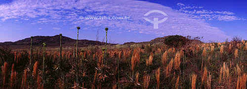  Summer vegetation - Canastra Mountain Range National Park - Minas Gerais state - Brazil 
