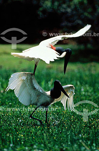  (Jabiru mycteria) - Jabiru - Pantanal National Park* - Mato Grosso state - Brazil  * The Pantanal Region in Mato Grosso state is a UNESCO World Heritage Site since 2000. 