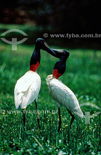  (Jabiru mycteria) - Jabiru - Pantanal National Park* - Mato Grosso state - Brazil  * The Pantanal Region in Mato Grosso state is a UNESCO World Heritage Site since 2000. 