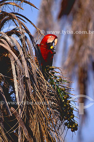  (Ara chloroptera) Green-winged Macaw and - Pantanal of Mato Grosso state* - Brazil   *The Pantanal Region in Mato Grosso state is a UNESCO World Heritage Site since 2000. 