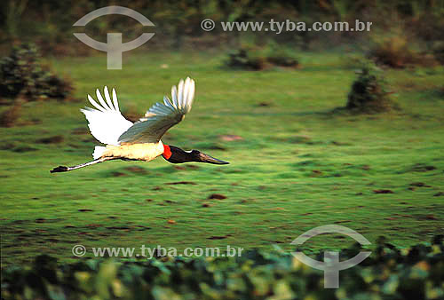  (Jabiru mycteria) - Jabiru flying - Pantanal National Park* - Mato Grosso state - Brazil   *The Pantanal Region in Mato Grosso state is a UNESCO World Heritage Site since 2000. 