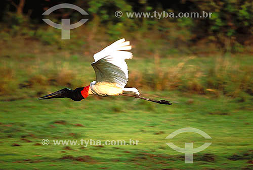  (Jabiru mycteria) - Jabiru flying - Pantanal National Park* - Mato Grosso state - Brazil *The Pantanal Region in Mato Grosso state is a UNESCO World Heritage Site since 2000. 