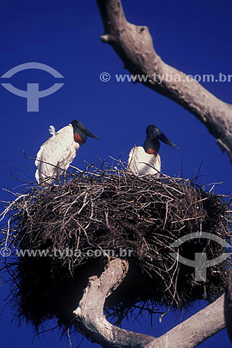  (Jabiru mycteria) Jabiru or american stork- Pantanal - Mato Grosso state - Brazil 