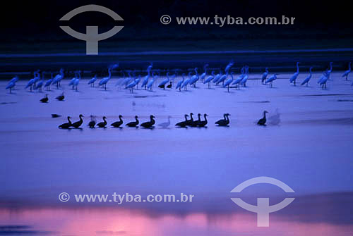  Birds in the Pantanal National Park* - Mato Grosso state - Brazil  * The Pantanal Region in Mato Grosso state is a UNESCO World Heritage Site since 2000. 