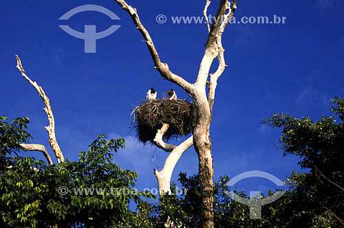  (Jabiru mycteria)  Jabiru - Pantanal National Park* - Mato Grosso state - Brazil  * The Pantanal Region in Mato Grosso state is a UNESCO World Heritage Site since 2000. 