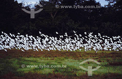  Group of birds flying - Pantanal National Park* - Mato Grosso state - Brazil  * The Pantanal Region in Mato Grosso state is a UNESCO World Heritage Site since 2000. 