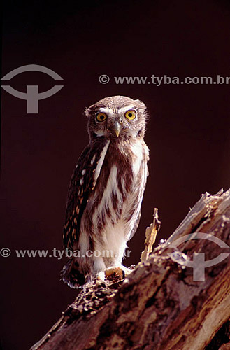  (Glaucidium brasilianus) - Pygmy-Owl - Pantanal National Park* - Mato Grosso state - Brazil  * The Pantanal Region in Mato Grosso state is a UNESCO World Heritage Site since 2000. 