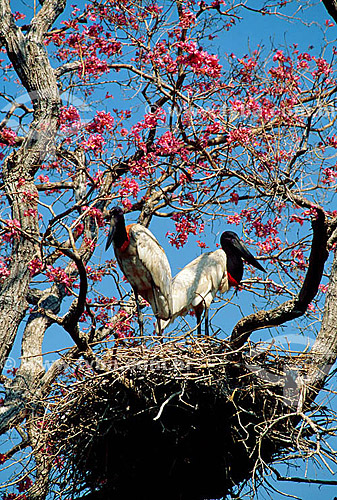  (Mycteria jabiru) Couple of Jabiru in the nest - Pantanal National Park* - Mato Grosso state - Brazil  * The Pantanal Region in Mato Grosso state is a UNESCO World Heritage Site since 2000. 