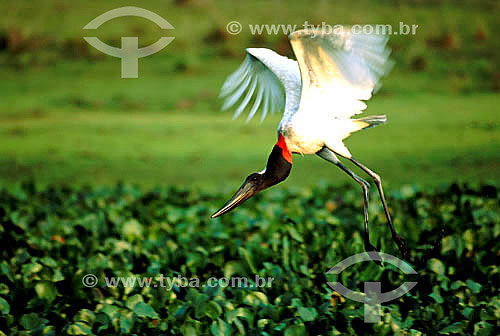  (Jabiru mycteria) Jabiru flying - Pantanal National Park* - Mato Grosso state - Brazil  * The Pantanal Region in Mato Grosso state is a UNESCO World Heritage Site since 2000. 