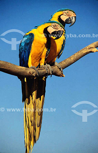  (Ara Ararauna) - Blue-and-Yellow Macaw - Pantanal National Park* - Mato Grosso state - Brazil  * The Pantanal Region in Mato Grosso state is a UNESCO World Heritage Site since 2000. 