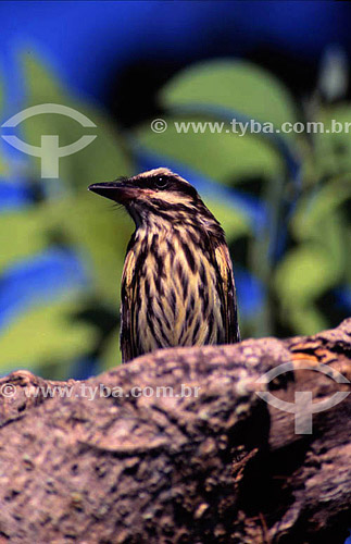  Bird - Pantanal National Park * - Mato Grosso state - Brazil  * The Pantanal Region in Mato Grosso state is a UNESCO World Heritage Site since 2000. 