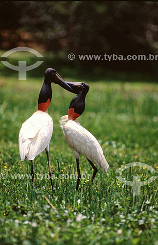  (Jabiru mycteria) - Jabiru - Pantanal National Park* - Mato Grosso state - Brazil  * The Pantanal Region in Mato Grosso state is a UNESCO World Heritage Site since 2000. 
