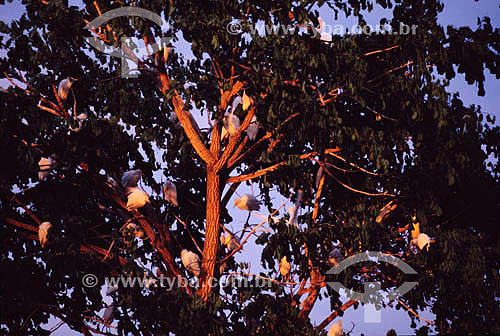  Birds at  tree - Pantanal National Park* - Mato Grosso state - Brazil  * The Pantanal Region in Mato Grosso state is a UNESCO World Heritage Site since 2000. 