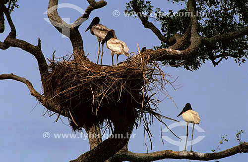  (Jabiru mycteria) Jabiru - Pantanal National Park* - Mato Grosso state - Brazil  * The Pantanal Region in Mato Grosso state is a UNESCO World Heritage Site since 2000. 