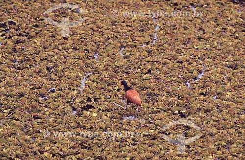  (Jacana jacana) Wattled Jacana - Pantanal National Park* - Mato Grosso state - Brazil  * The Pantanal Region in Mato Grosso state is a UNESCO World Heritage Site since 2000. 