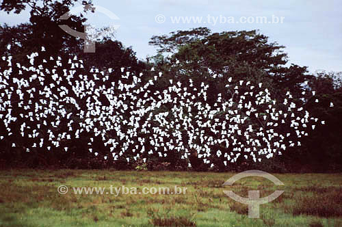  Birds flying - Pantanal Region* - Mato Grosso state - Brazil  * The Pantanal Region in Mato Grosso state is a UNESCO World Heritage Site since 2000. 
