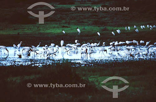  Birds - Pantanal National Park* - Mato Grosso state - Brazil  * The Pantanal Region in Mato Grosso state is a UNESCO World Heritage Site since 2000. 