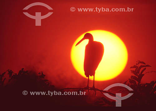  Bird´s silhouette at sunset - Pantanal National Park* - Mato Grosso state - Brazil  * The Pantanal Region in Mato Grosso state is a UNESCO World Heritage Site since 2000. 