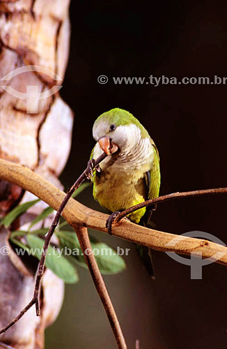  (Myiopsitta monachus) Monk Parakeet - Pantanal National Park* - Mato Grosso state - Brazil  * The Pantanal Region in Mato Grosso state is a UNESCO World Heritage Site since 2000. 