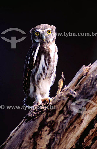  (Glaucidium brasilianum) Ferruginous Pygmy-Owl - Pantanal National Park* - Mato Grosso state - Brazil  * The Pantanal Region in Mato Grosso state is a UNESCO World Heritage Site since 2000. 