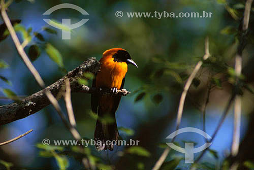  (Icterus icterus) Troupial - Pantanal National Park* - Mato Grosso state - Brazil  * The Pantanal Region in Mato Grosso state is a UNESCO World Heritage Site since 2000. 