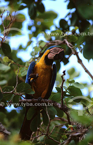  (Ara ararauna) Blue and Yellow Macaw - Pantanal National Park* - Mato Grosso state - Brazil  * The Pantanal Region in Mato Grosso state is a UNESCO World Heritage Site since 2000. 