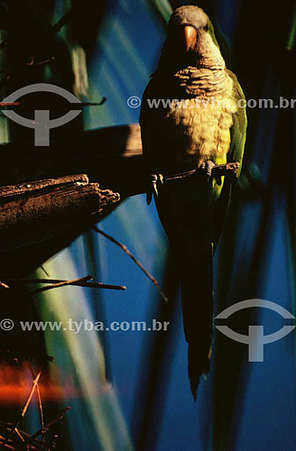  (Myiopsitta monachus) Quaker Parakeets - Pantanal National Park* - Mato Grosso state - Brazil  * The Pantanal Region in Mato Grosso state is a UNESCO World Heritage Site since 2000. 