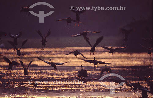  Birds flying - Pantanal National Park* - Mato Grosso state - Brazil  * The Pantanal Region in Mato Grosso state is a UNESCO World Heritage Site since 2000. 