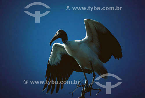  Birds - Pantanal National Park* - Mato Grosso state - Brazil  * The Pantanal Region in Mato Grosso state is a UNESCO World Heritage Site since 2000. 