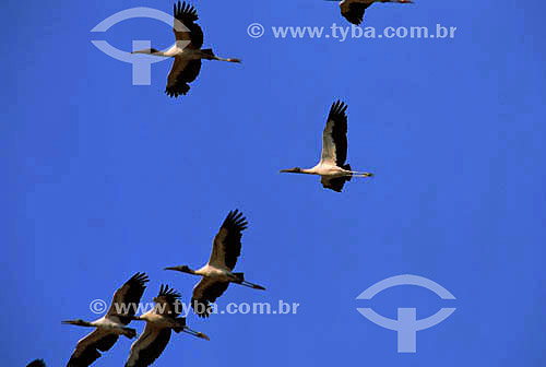  Birds flying - Pantanal National Park* - Mato Grosso state - Brazil  * The Pantanal Region in Mato Grosso state is a UNESCO World Heritage Site since 2000. 