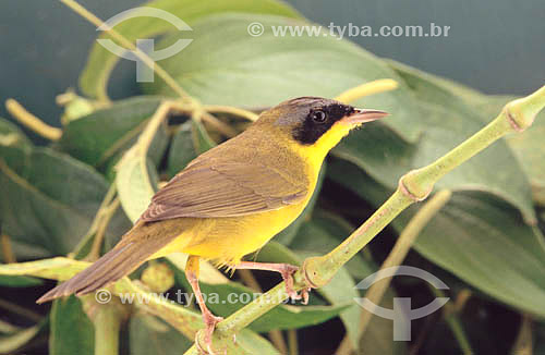  (Geothlypis aequinoctialis) Masked Yellowthroat - Pantanal National Park* - Mato Grosso state - Brazil  * The Pantanal Region in Mato Grosso state is a UNESCO World Heritage Site since 2000. 