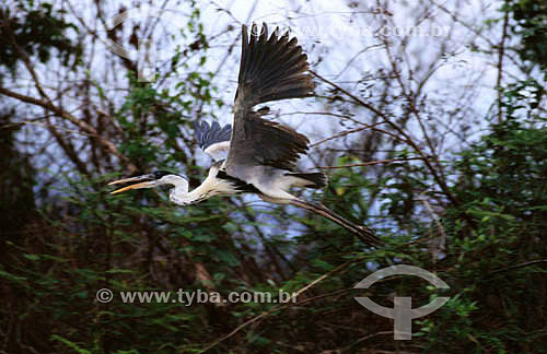  (Ardea cocoi) White-Necked Heron - Pantanal National Park* - Mato Grosso state - Brazil  * The Pantanal Region in Mato Grosso state is a UNESCO World Heritage Site since 2000. 