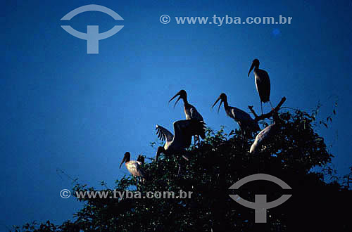  Birds on the tree - Pantanal National Park* - Mato Grosso state - Brazil  * The Pantanal Region in Mato Grosso state is a UNESCO World Heritage Site since 2000. 