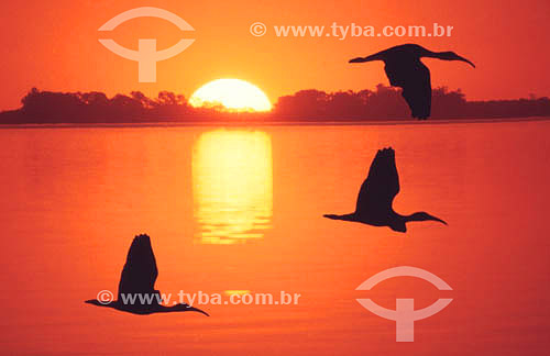  Birds flying at the sunset - Pantanal National Park* - Mato Grosso state - Brazil  * The Pantanal Region in Mato Grosso state is a UNESCO World Heritage Site since 2000. 