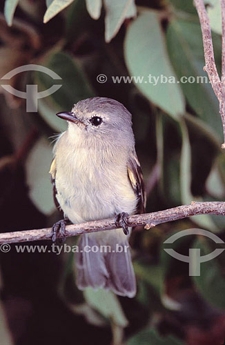  (Myiopagis gaimardii) Forest Elaenia - Pantanal National Park* - Mato Grosso state - Brazil  * The Pantanal Region in Mato Grosso state is a UNESCO World Heritage Site since 2000. 