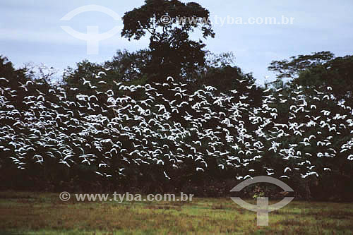  Birds flying - Pantanal National Park* - Mato Grosso state - Brazil  * The Pantanal Region in Mato Grosso state is a UNESCO World Heritage Site since 2000. 