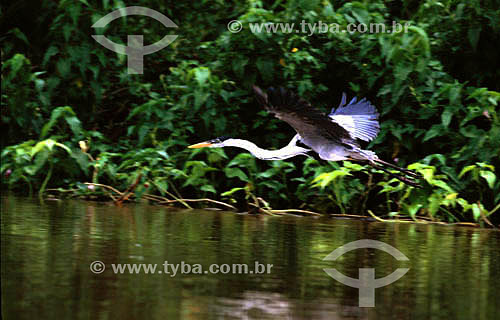  (Ardea cocoi) White-Necked Heron - Pantanal National Park* - Mato Grosso state - Brazil  * The Pantanal Region in Mato Grosso state is a UNESCO World Heritage Site since 2000. 