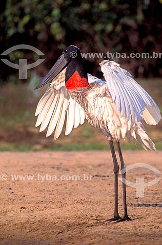  (Mycteria americana) Wood storks roosting  - Pantanal National Park* - Mato Grosso state - Brazil  * The Pantanal Region in Mato Grosso state is a UNESCO World Heritage Site since 2000. 