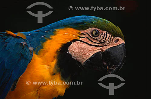  (Ara Ararauna) Blue-and-Yellow Macaw - Pantanal National Park* - Mato Grosso state - Brazil  * The Pantanal Region in Mato Grosso state is a UNESCO World Heritage Site since 2000. 