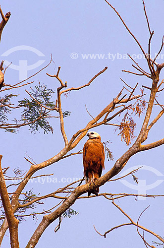  (Busarellus nigricollis) Black Collared Hawk - Pantanal National Park* - Mato Grosso state - Brazil  * The Pantanal Region in Mato Grosso state is a UNESCO World Heritage Site since 2000. 