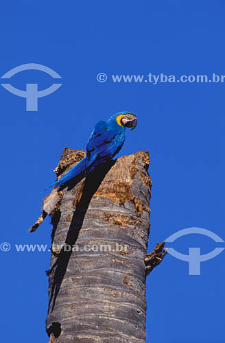  (Ara ararauna) Blue-and-Yellow Macaw at the nest - Pantanal of Mato Grosso* - Mato Grosso state - Brazil  *The Pantanal of Mato Grosso is a UNESCO World Heritage Site since 2000. 