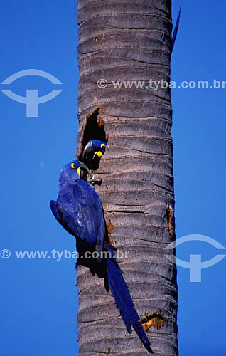  (Anodorhynchus hyacinthinus) Hyacinth Macaw at the nest - Pantanal of Mato Grosso* - Mato Grosso State - Brazil  *The Pantanal of Mato Grosso is a UNESCO World Heritage Site since 2000. 