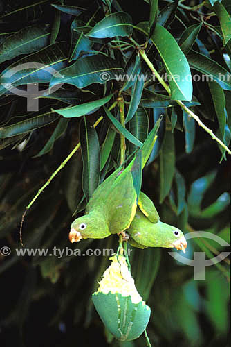  (Brotogeris versicolurus) Canary-Winged Parakeet eating mango - Pantanal of Mato Grosso* - Mato Grosso State - Brazil  *The Pantanal of Mato Grosso is a UNESCO World Heritage Site since 2000. 