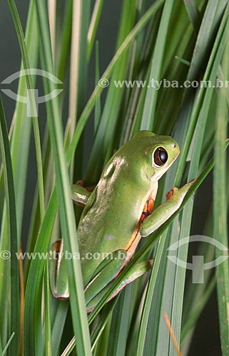  (Phyllomedusa hypocondriallis) Tree Frog - Pantanal National Park* - Mato Grosso state - Brazil  * The Pantanal Region in Mato Grosso state is a UNESCO World Heritage Site since 2000. 