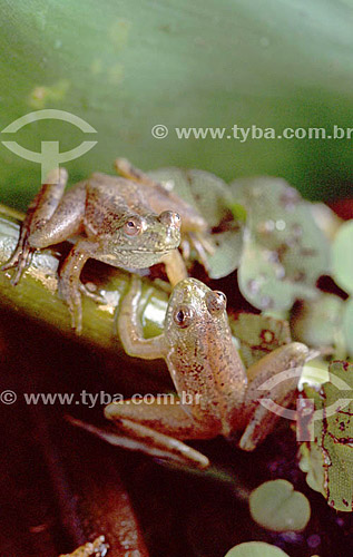  (Lysapsus limellus) Frog - Pantanal National Park* - Mato Grosso state - Brazil  * The Pantanal Region in Mato Grosso state is a UNESCO World Heritage Site since 2000. 