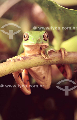  (Phyllomedusa hypochondrialis) Hylidae - Tree Frog - Pantanal National Park* - Mato Grosso state - Brazil  * The Pantanal Region in Mato Grosso state is a UNESCO World Heritage Site since 2000. 