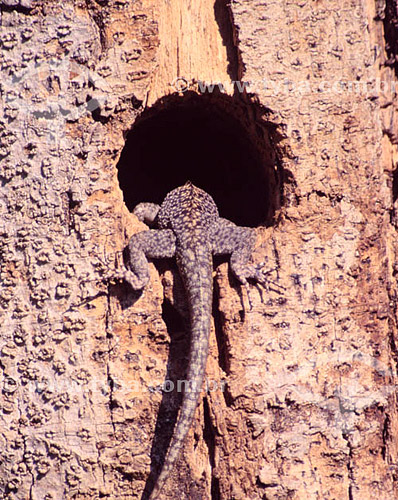  (Tropidurus sp) Gecko - Pantanal National Park* - Mato Grosso state - Brazil  * The Pantanal Region in Mato Grosso state is a UNESCO World Heritage Site since 2000. 